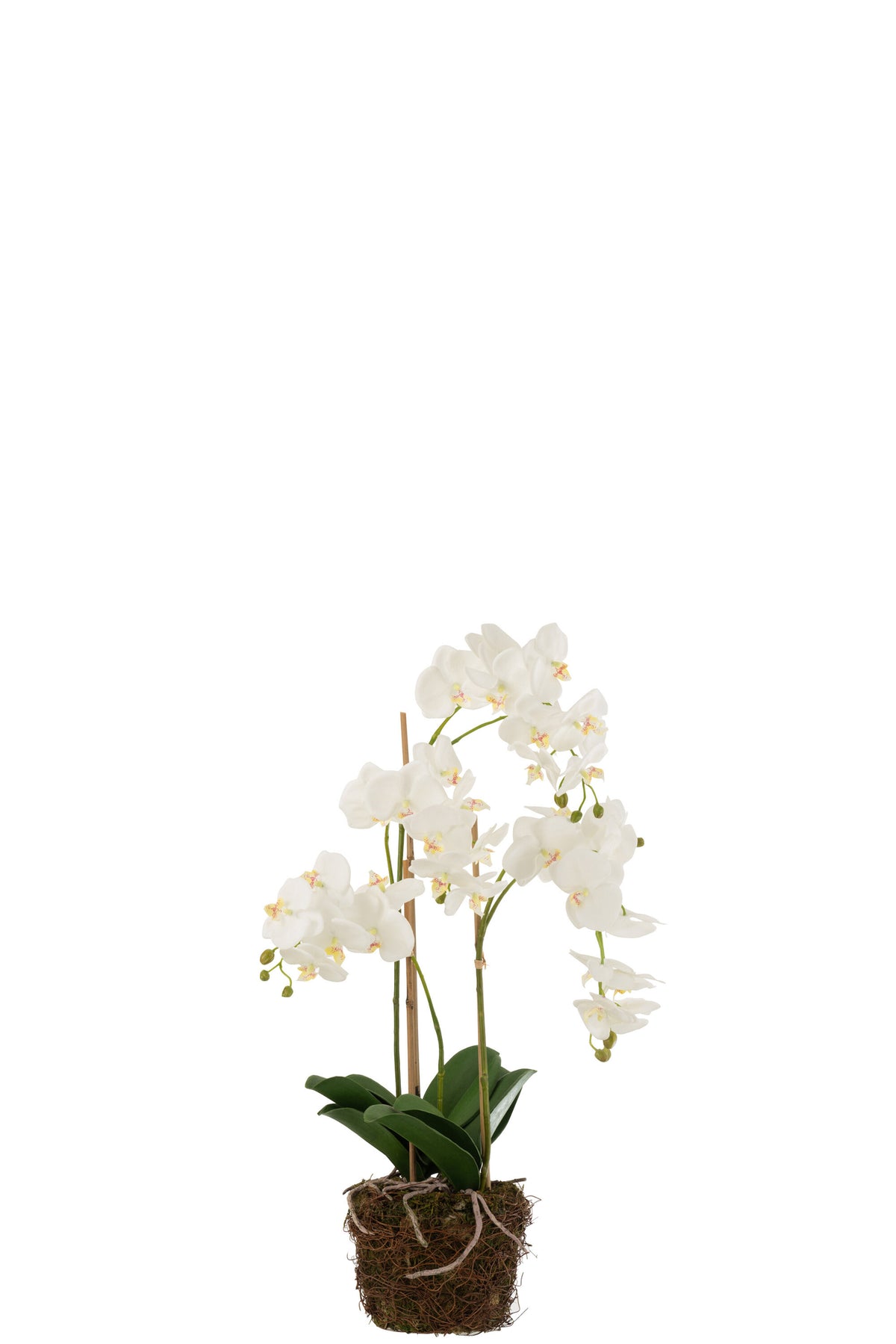 Orchid In Soil Plastic White/Green Large 32x32x75cm