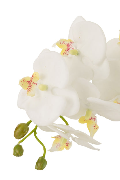 Orchid In Soil Plastic White/Green Large 32x32x75cm