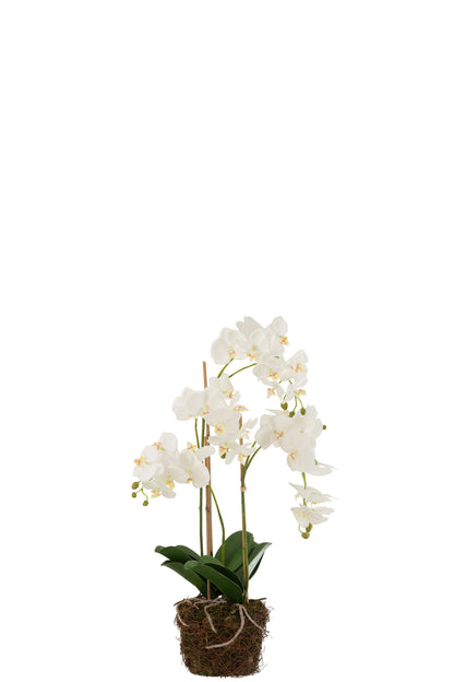 Orchid In Soil Plastic White/Green Large 32x32x75cm