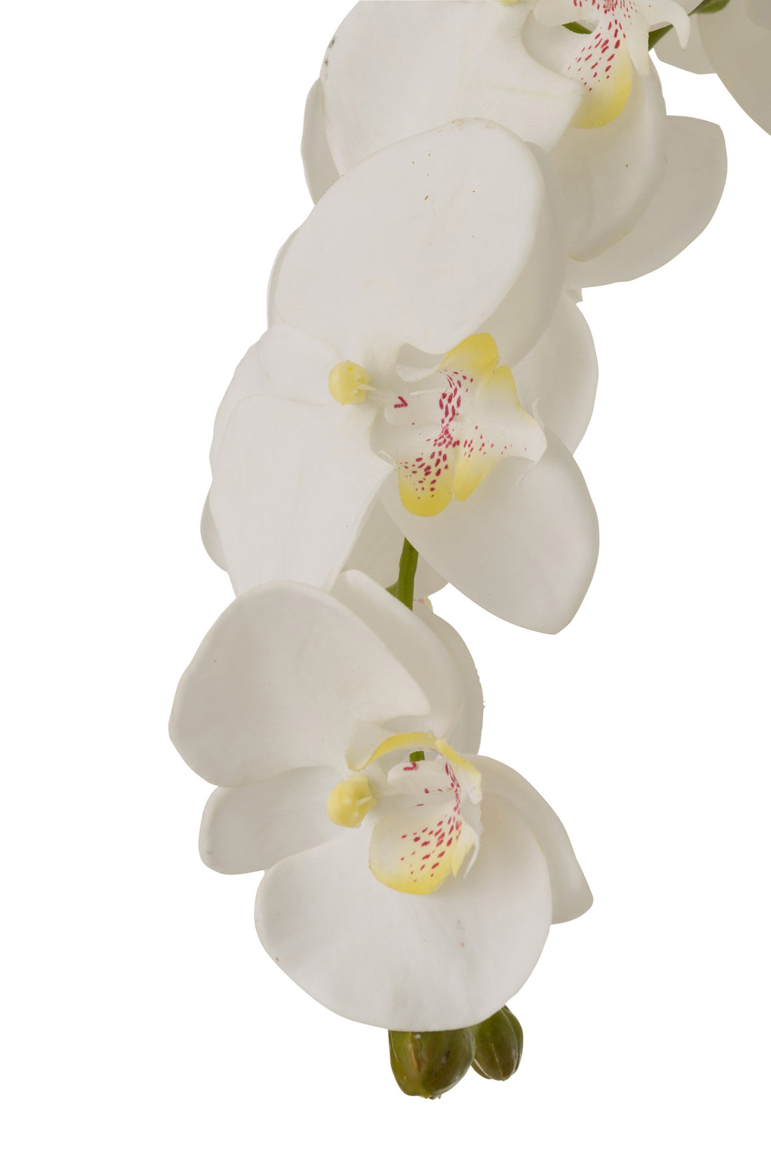Orchid In Soil Plastic White/Green Extra Large L60cmW53cmH104cm
