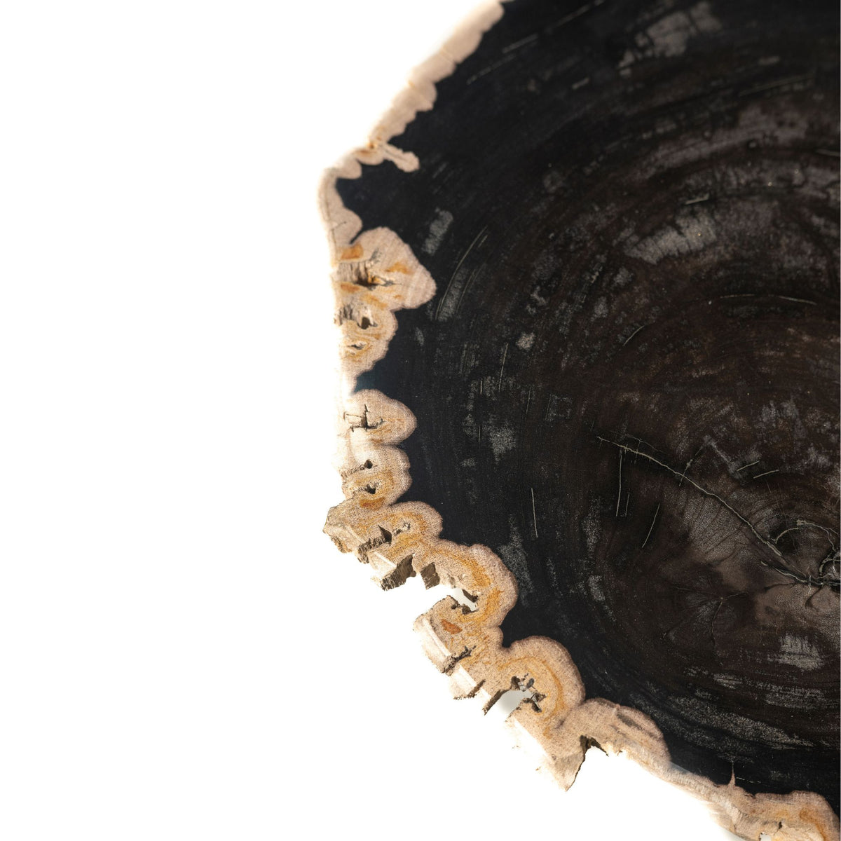 Jisse Black petrified wood side table with twisted base PTMD