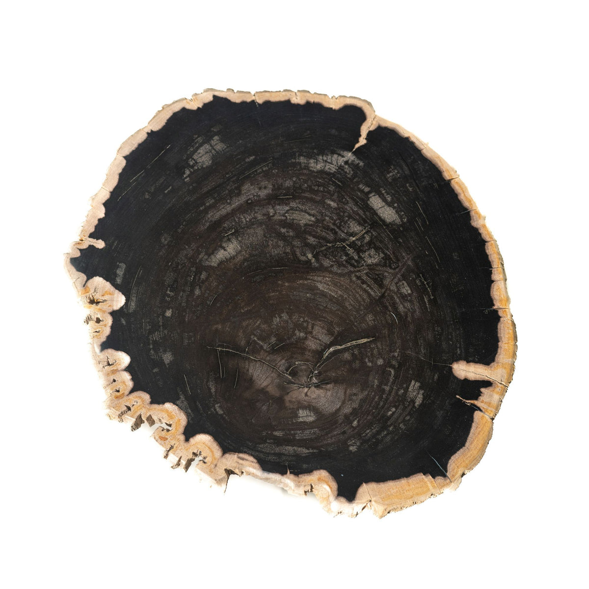 Jisse Black petrified wood side table with twisted base PTMD