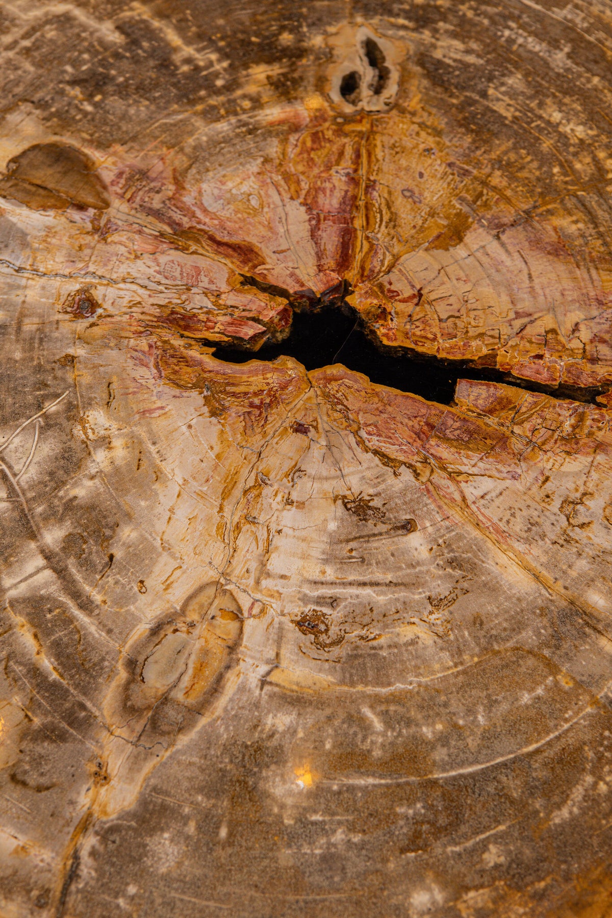 Coffee Table Kayo Natural Petrified Wood 3 Legs Low PTMD