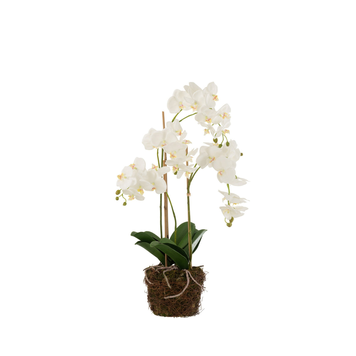 Orchid In Soil Plastic White/Green Large 32x32x75cm