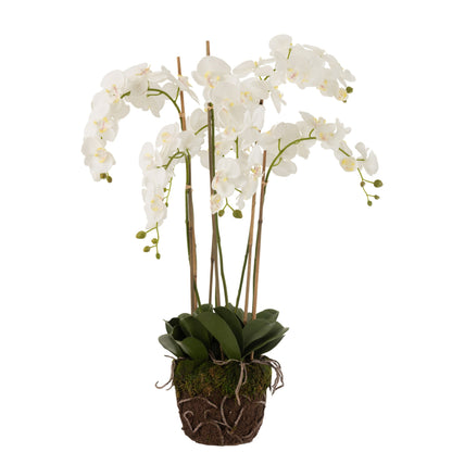 Orchid In Soil Plastic White/Green Extra Large L60cmW53cmH104cm