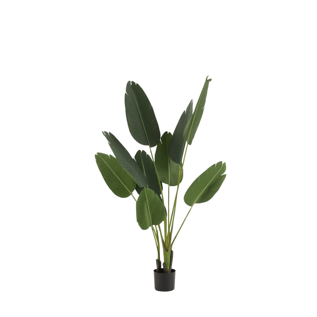 Strelitzia Plastic Green Small