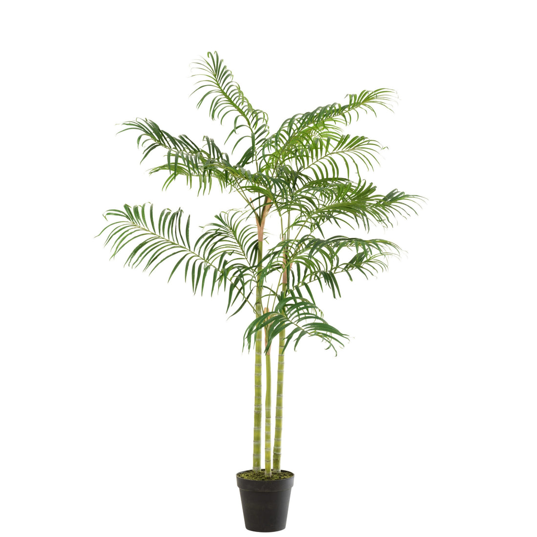 Bamboo Palm in Pot Plastic Green/Black Small J-Line