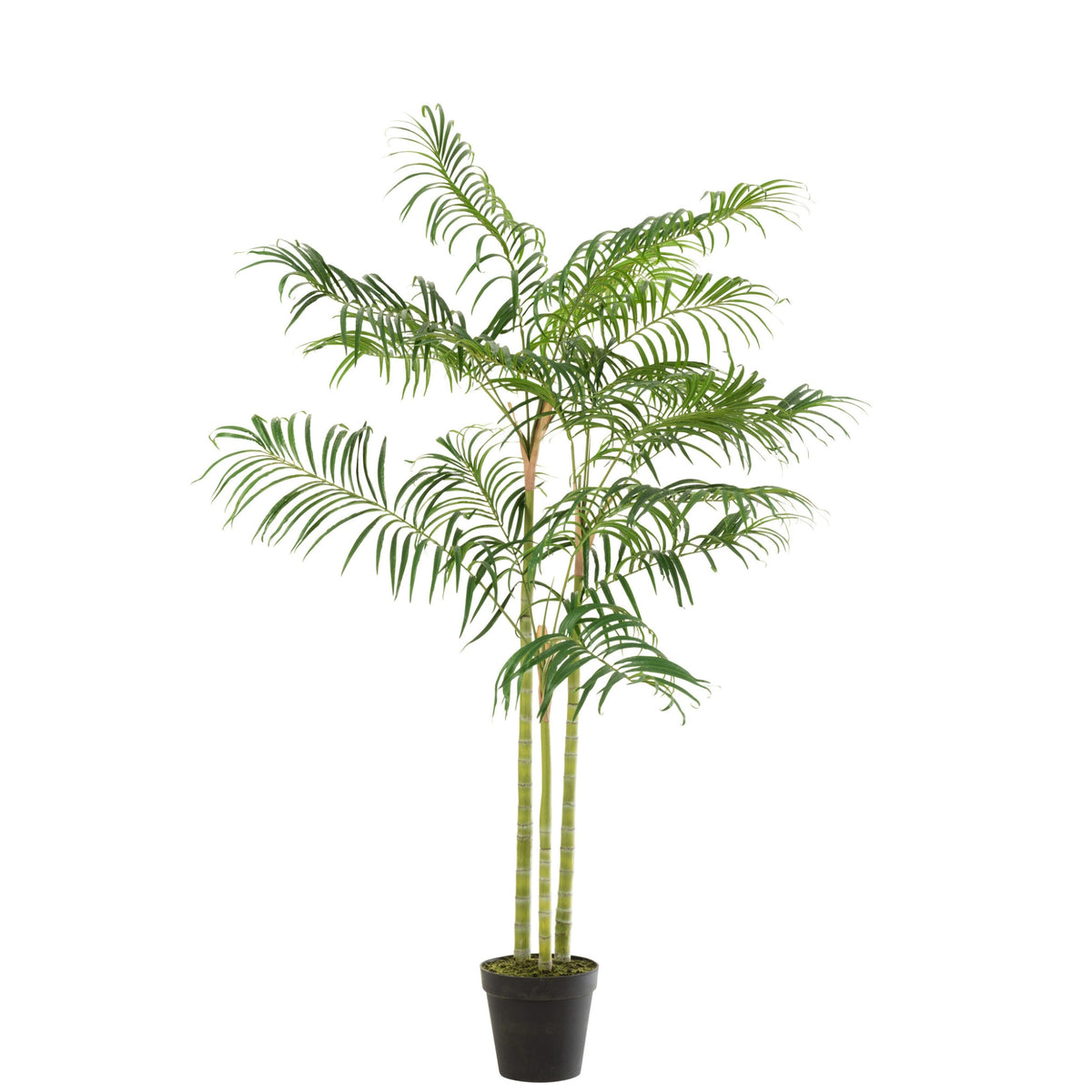 Bamboo Palm in Pot Plastic Green/Black Small J-Line